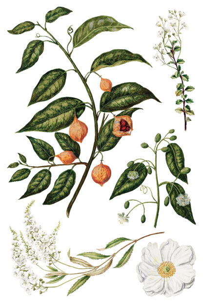Iron Orchid Designs transfer Sarah Featon’s Botanical - Afbeelding 7